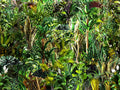 African Fabric, Jungle Fabric, Cotton or Fleece 3839 - Beautiful Quilt