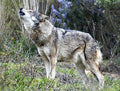 Animal Fabric, Wolf Fabric, Wolf Howling Fabric Panel, 3823 - Beautiful Quilt