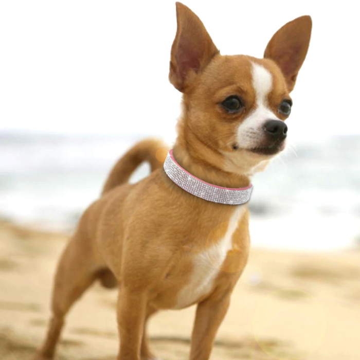 Bling Blue Suede Collar - Dogs and Horses