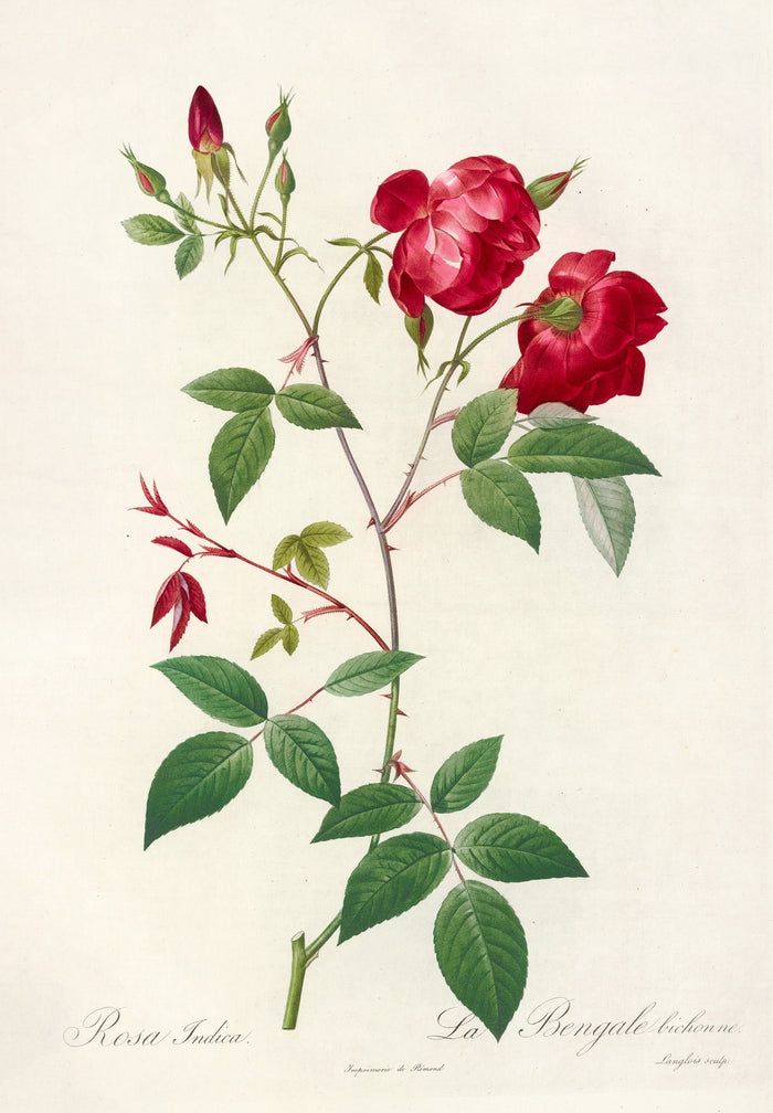 China Rose (Rosa indica) by Pierre Joseph Redouté, 1817