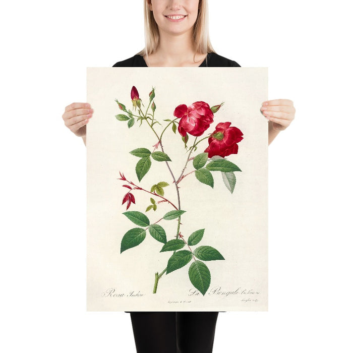 China Rose (Rosa indica) by Pierre Joseph Redouté, 1817