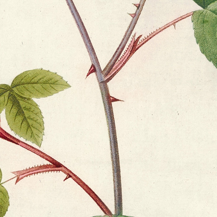 China Rose (Rosa indica) by Pierre Joseph Redouté, 1817