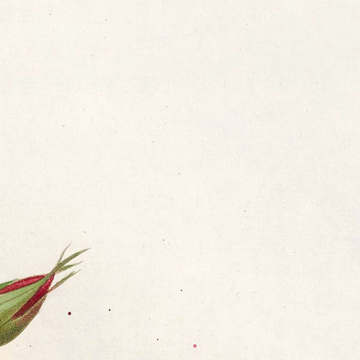 China Rose (Rosa indica) by Pierre Joseph Redouté, 1817