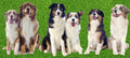 Dog Fabric, Australian Shephard Fabric, Border Print, 3742 - Beautiful Quilt