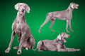 Dog Fabric, Weimaraner Fabric Dogs all over, Cotton or Fleece, 3800 - Beautiful Quilt