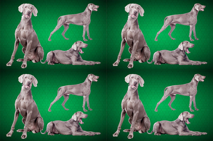 Dog Fabric, Weimaraner Fabric Dogs all over, Cotton or Fleece, 3800 - Beautiful Quilt