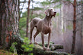 Dog Fabric, Weimaraner Fabric Panel,  In the Woods , 3802 - Beautiful Quilt