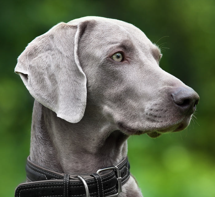 Dog Fabric, Weimaraner Head Fabric Panel, 3801 - Beautiful Quilt