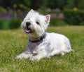Dog Fabric, Westie Fabric, Chilling 3788 - Beautiful Quilt