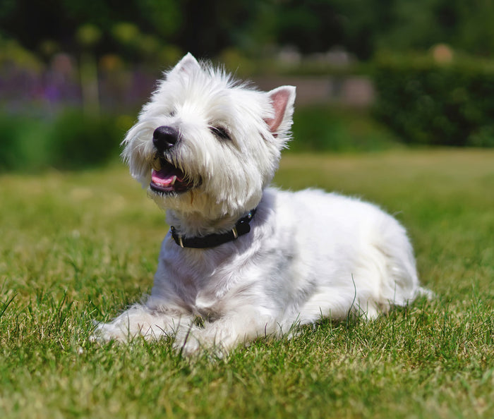 Dog Fabric, Westie Fabric, Chilling 3788 - Beautiful Quilt