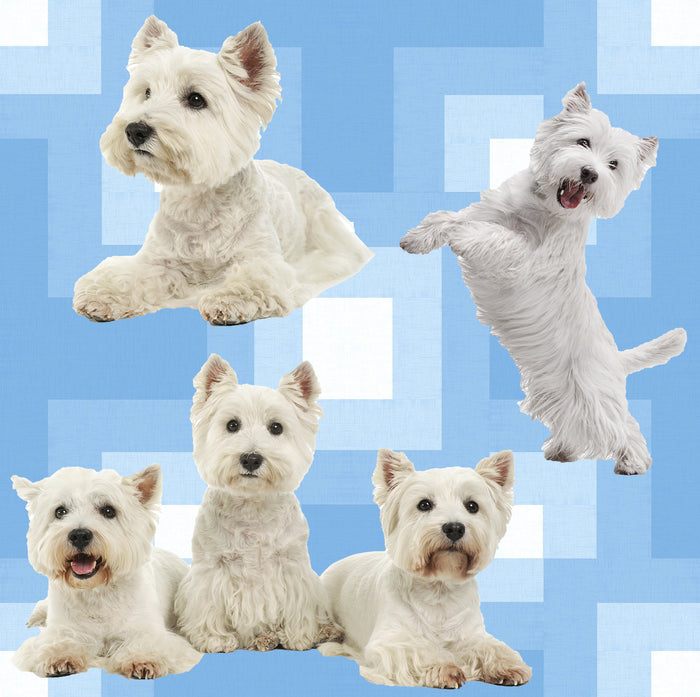Dog Fabric, Westie Fabric on Blue, Cotton or Fleece, 3786 - Beautiful Quilt