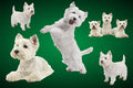 Dog Fabric, Westie Fabric on Green, Cotton or Fleece, 3785 - Beautiful Quilt