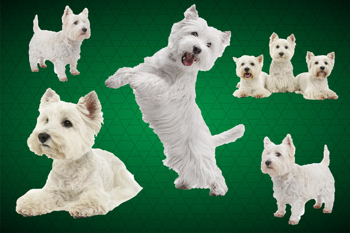 Dog Fabric, Westie Fabric on Green, Cotton or Fleece, 3785 - Beautiful Quilt