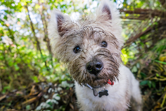 Dog Fabric, Westie Fabric, What did you get Into? 3788 - Beautiful Quilt