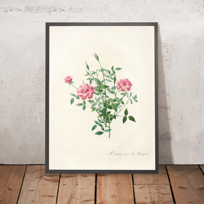 A framed image of Dwarf Bengal Rose (Rosa indica pumila) by Pierre Joseph Redouté, 1817