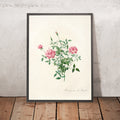 A framed image of Dwarf Bengal Rose (Rosa indica pumila) by Pierre Joseph Redouté, 1817