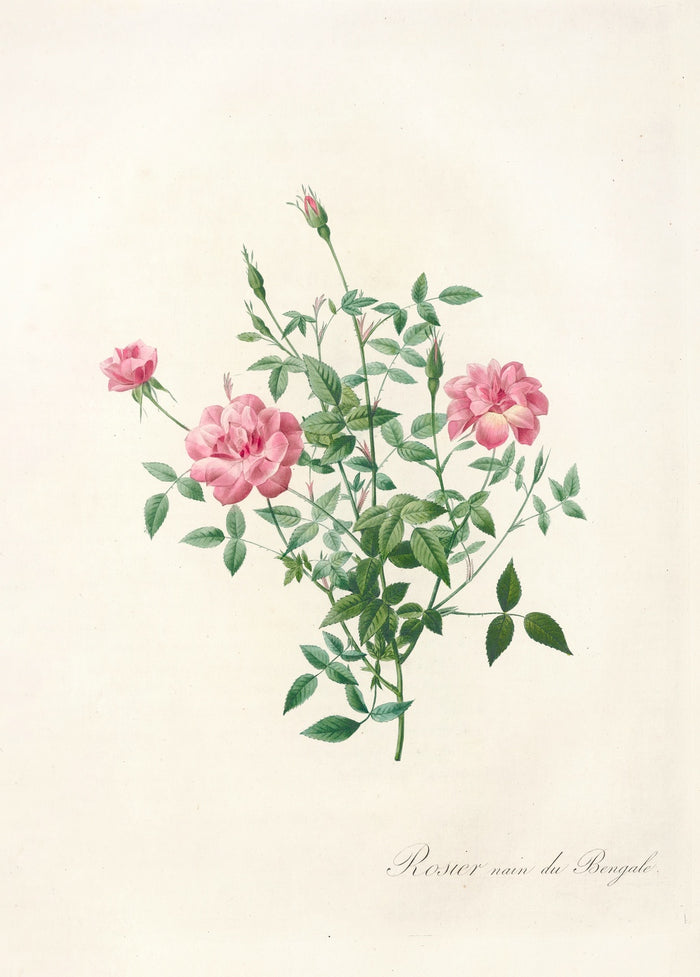 Dwarf Bengal Rose (Rosa indica pumila) by Pierre Joseph Redouté, 1817