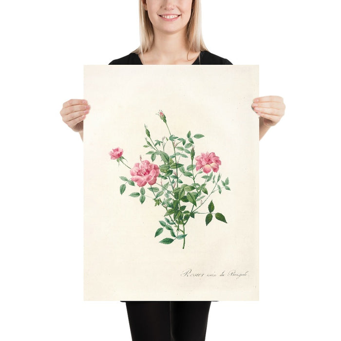 Dwarf Bengal Rose (Rosa indica pumila) by Pierre Joseph Redouté, 1817