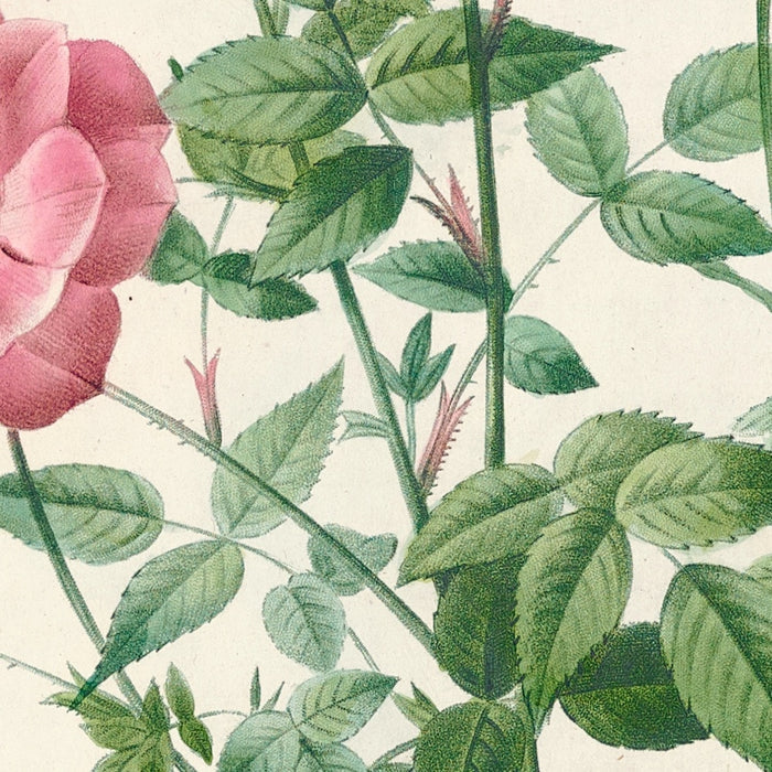 Dwarf Bengal Rose (Rosa indica pumila) by Pierre Joseph Redouté, 1817