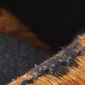 Estelli