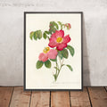 A framed image of Gallic Rose (Rosa gallica) by Pierre Joseph Redouté, 1817