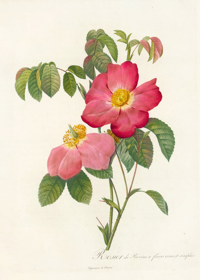 Gallic Rose (Rosa gallica) by Pierre Joseph Redouté, 1817