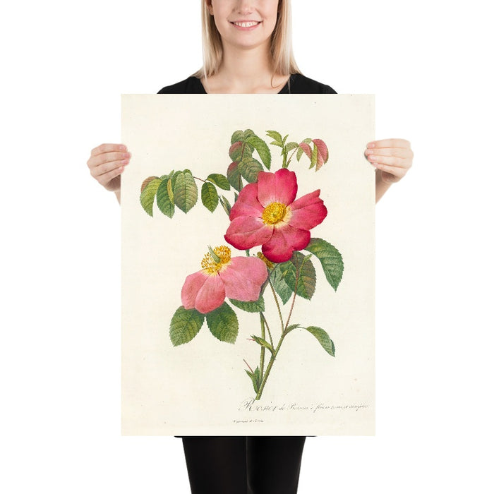 Gallic Rose (Rosa gallica) by Pierre Joseph Redouté, 1817