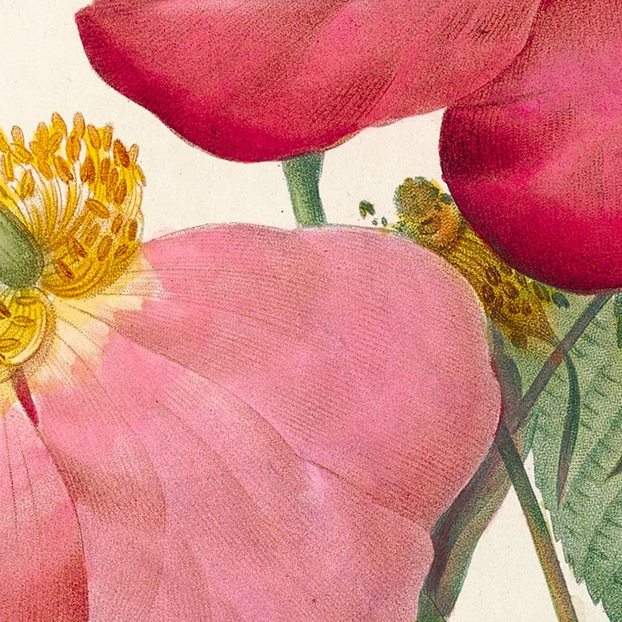 Gallic Rose (Rosa gallica) by Pierre Joseph Redouté, 1817