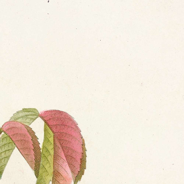 Gallic Rose (Rosa gallica) by Pierre Joseph Redouté, 1817