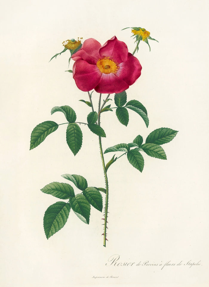 Gallic Rose (Rosa Gallica Stapeliae Flora) by Pierre Joseph Redouté, 1817