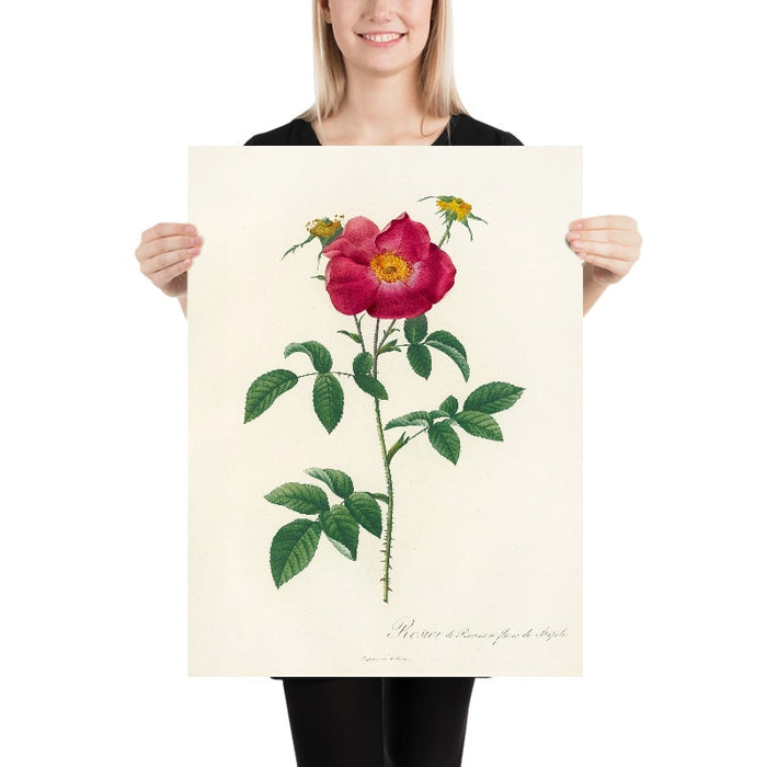 Gallic Rose (Rosa Gallica Stapeliae Flora) by Pierre Joseph Redouté, 1817