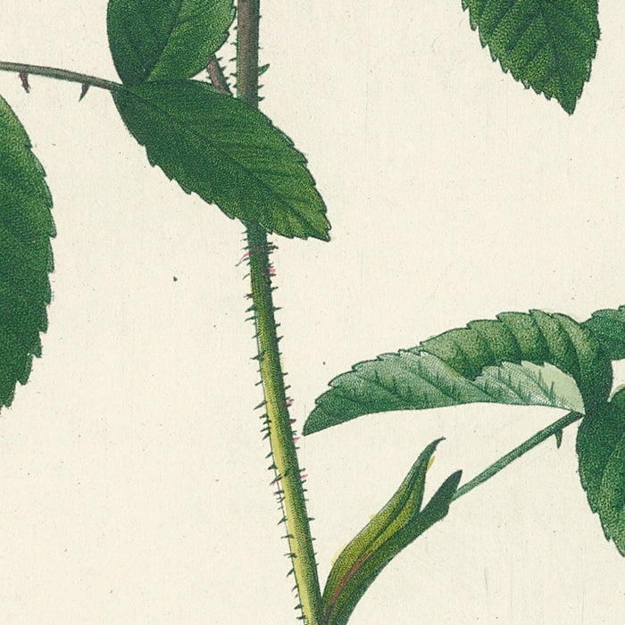 Gallic Rose (Rosa Gallica Stapeliae Flora) by Pierre Joseph Redouté, 1817