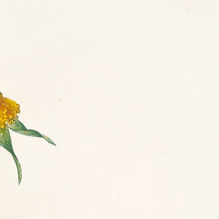 Gallic Rose (Rosa Gallica Stapeliae Flora) by Pierre Joseph Redouté, 1817