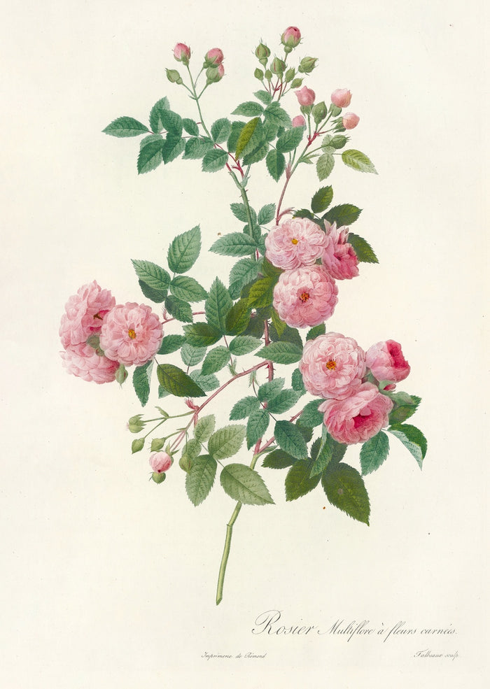 Multiflora Rose (Rosa multiflora carnea) by Pierre Joseph Redouté, 1817