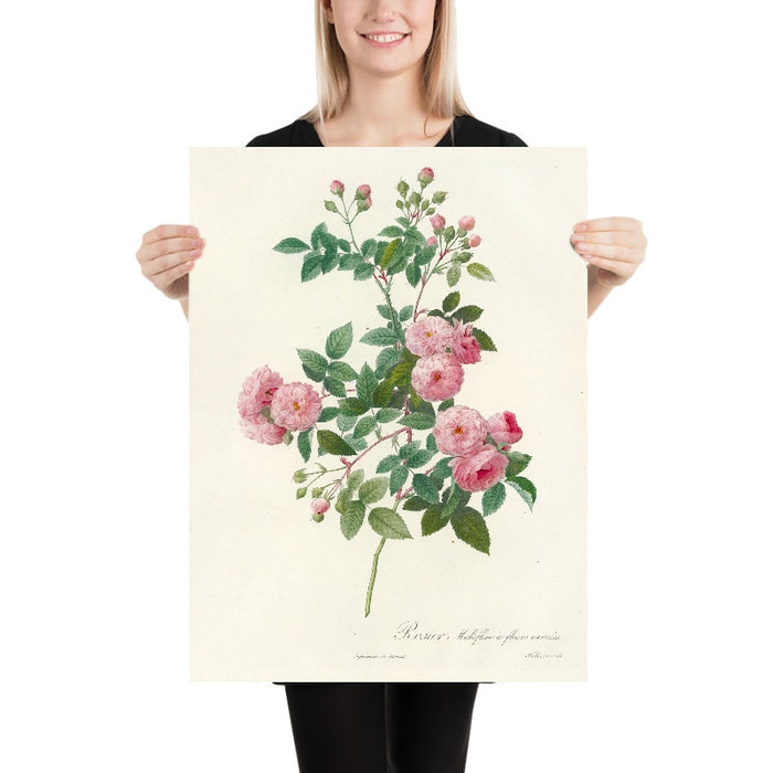 Multiflora Rose (Rosa multiflora carnea) by Pierre Joseph Redouté, 1817