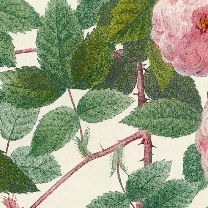 Multiflora Rose (Rosa multiflora carnea) by Pierre Joseph Redouté, 1817