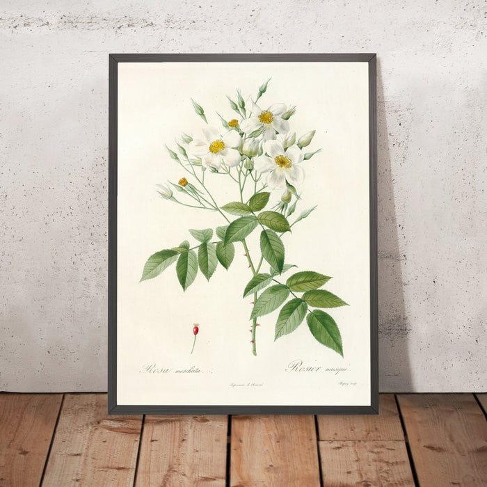 A framed image of Musk Rose (Rosa moschata) by Pierre Joseph Redouté, 1817