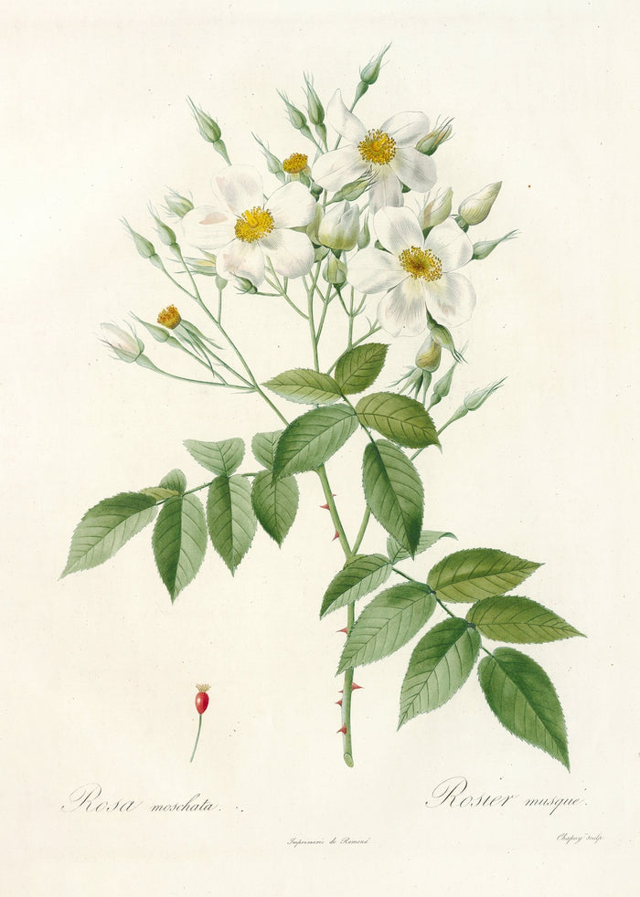 Musk Rose (Rosa moschata) by Pierre Joseph Redouté, 1817
