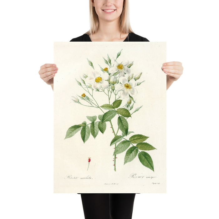 Musk Rose (Rosa moschata) by Pierre Joseph Redouté, 1817