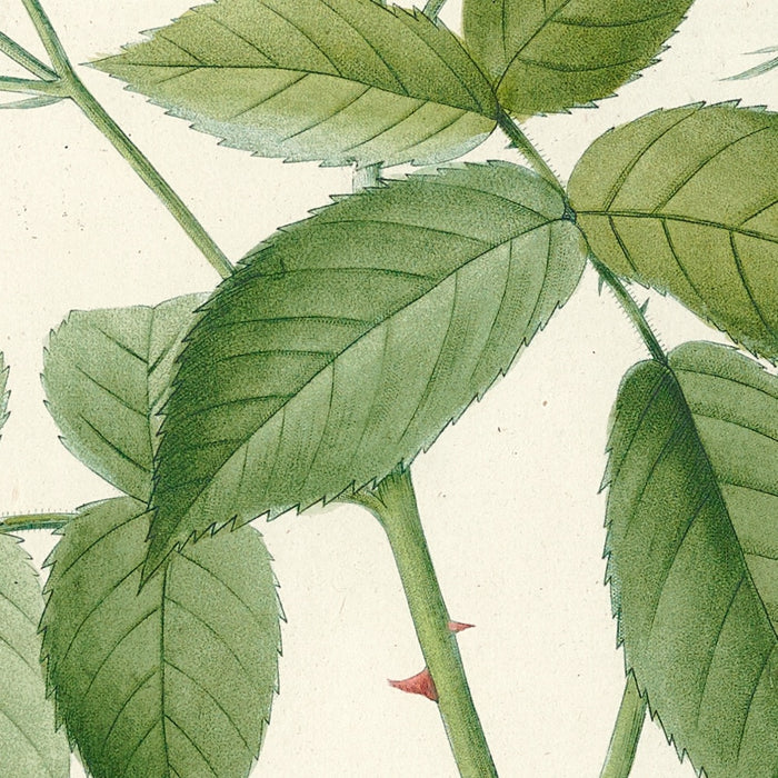 Musk Rose (Rosa moschata) by Pierre Joseph Redouté, 1817