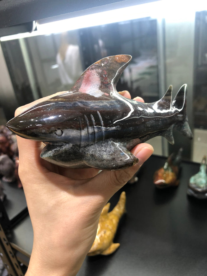 Ocean jasper shark
