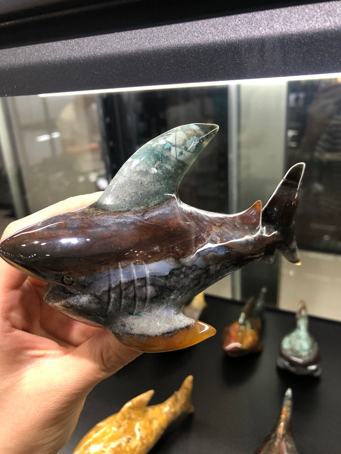 Ocean jasper shark