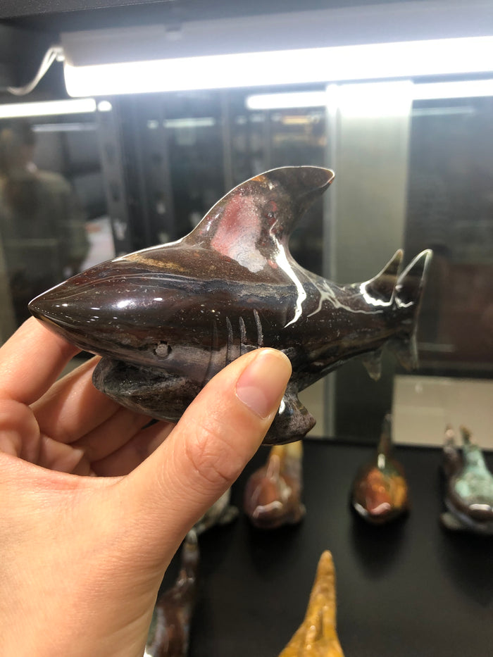 Ocean jasper shark
