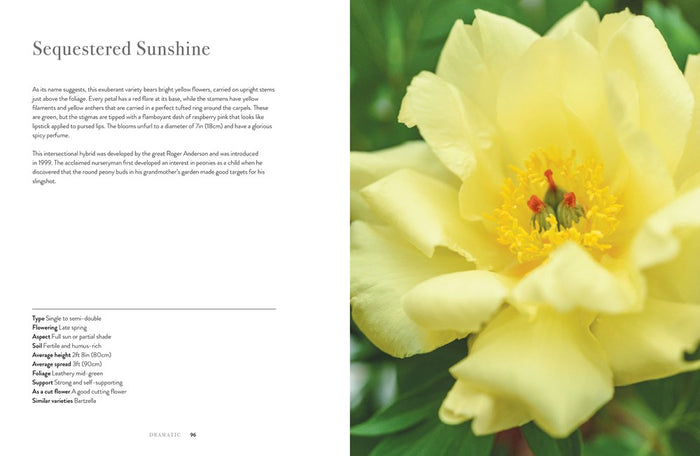Peonies: Beautiful Varieties For Home & Garden