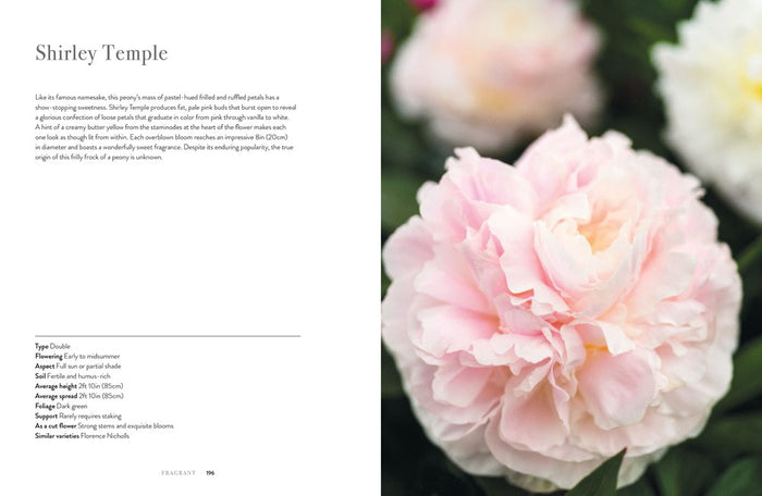 Peonies: Beautiful Varieties For Home & Garden