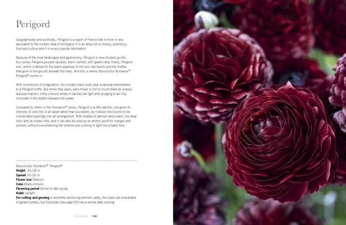 Ranunculus: Beautiful Varieties For Home and Garden