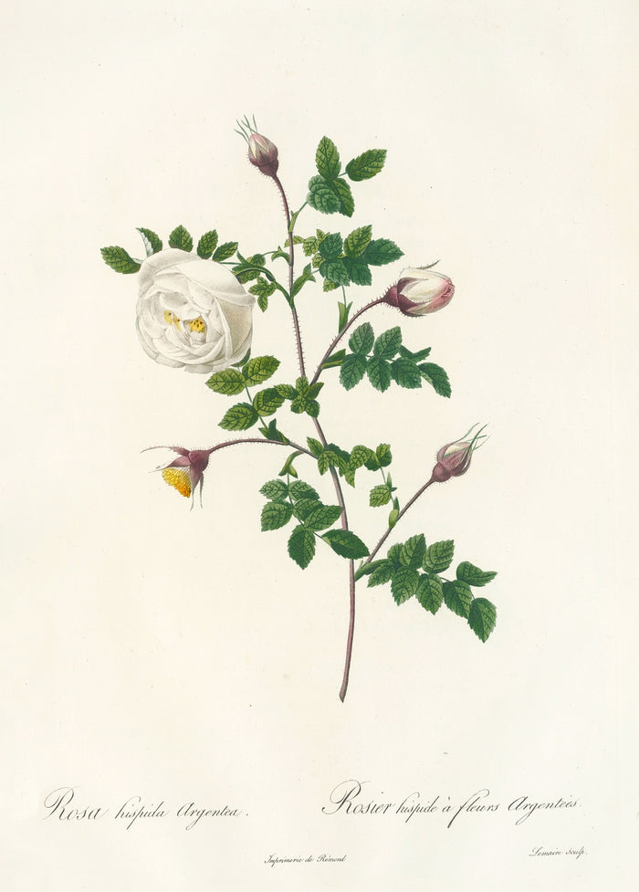 Rosa Hispida Argentea by Pierre Joseph Redouté, 1817