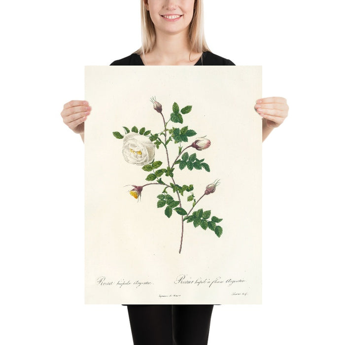 Rosa Hispida Argentea by Pierre Joseph Redouté, 1817
