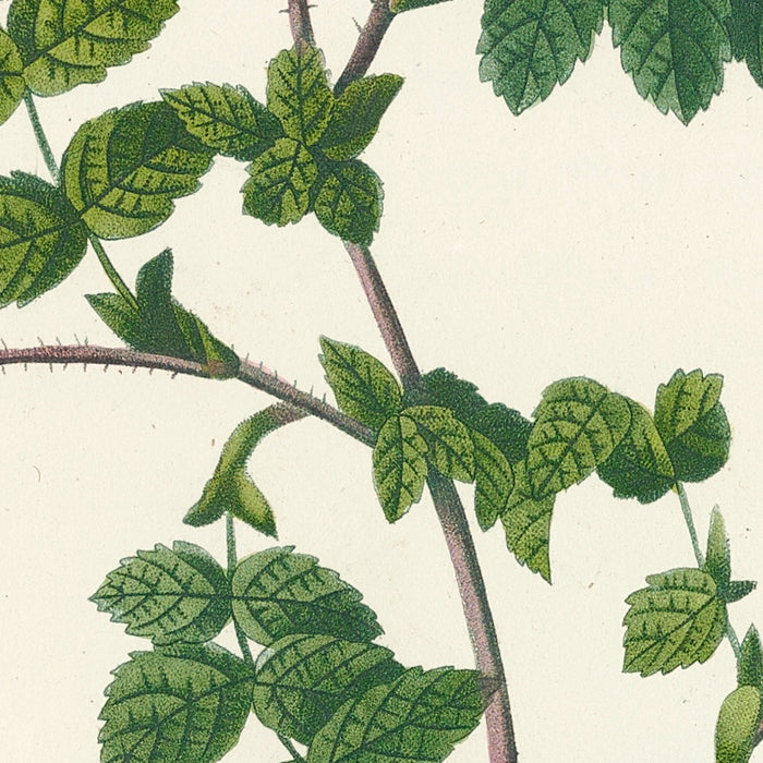 Rosa Hispida Argentea by Pierre Joseph Redouté, 1817