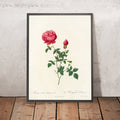 A framed image of Rosa Indica Automnalis by Pierre Joseph Redouté, 1817